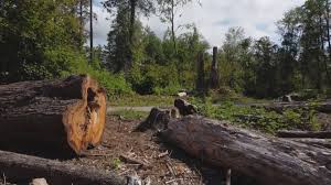 Best Leaf Removal  in Mammoth Lakes, CA