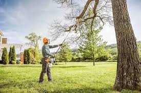 Best Storm Damage Tree Cleanup  in Mammoth Lakes, CA