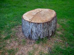 Best Tree Preservation Services  in Mammoth Lakes, CA