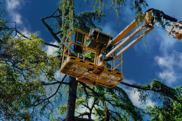 Best Tree Risk Assessment  in Mammoth Lakes, CA