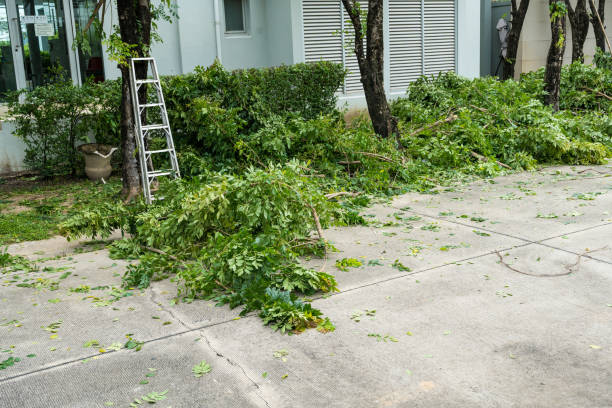 Best Tree Disease Treatment  in Mammoth Lakes, CA