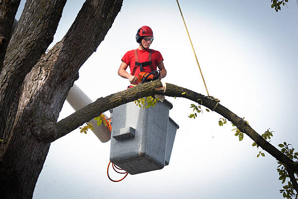 Mammoth Lakes, CA Tree Removal Company